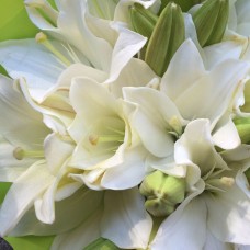 Lillies – white